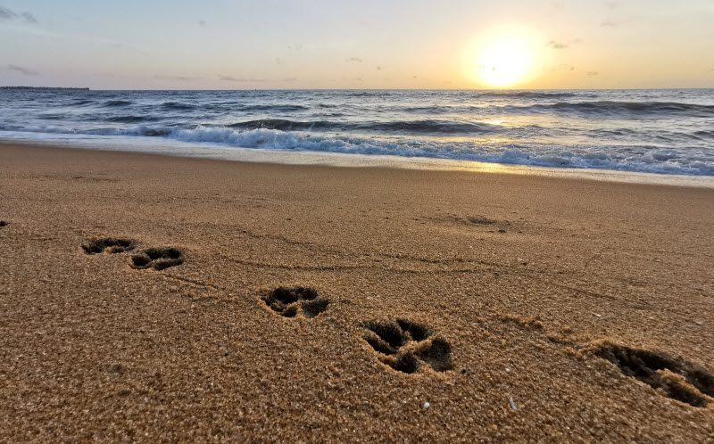 Paw prints on the beach with sunset