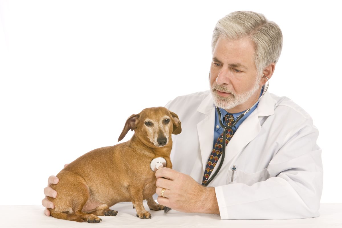 Veterinarian Listening To Dog's Heart